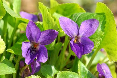Viola odorata - بنفشه معطر